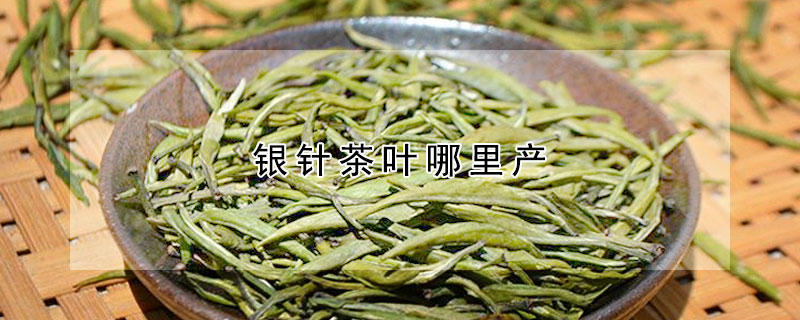 银针茶叶哪里产