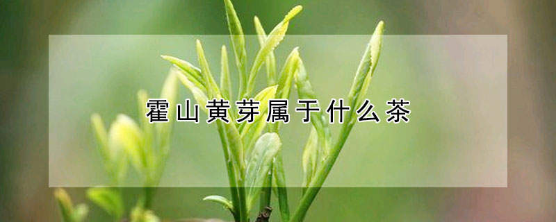 霍山黄芽属于什么茶