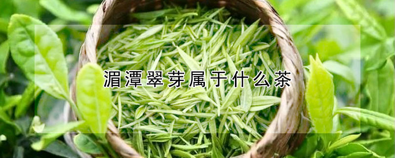 湄潭翠芽属于什么茶