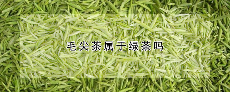 毛尖茶属于绿茶吗