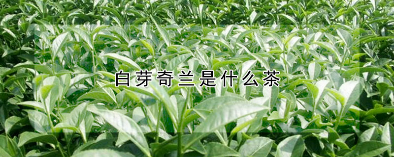 白芽奇兰是什么茶