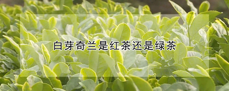 白芽奇兰是红茶还是绿茶