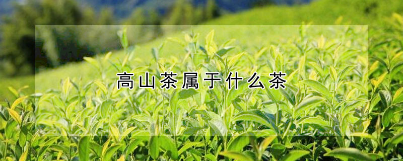 高山茶属于什么茶