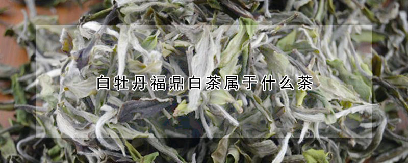 白牡丹福鼎白茶属于什么茶