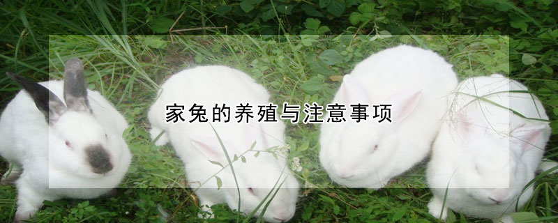 家兔的养殖与注意事项