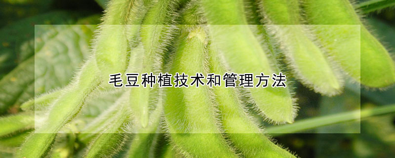 毛豆种植技术和管理方法