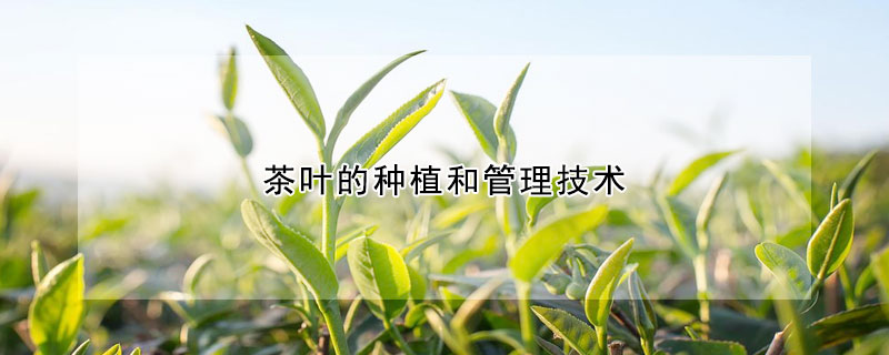 茶叶的种植和管理技术