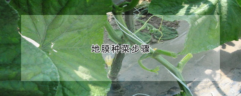 地膜种菜步骤