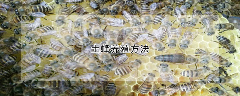 土蜂养殖方法