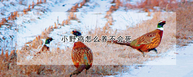 小野鸡怎么养不会死