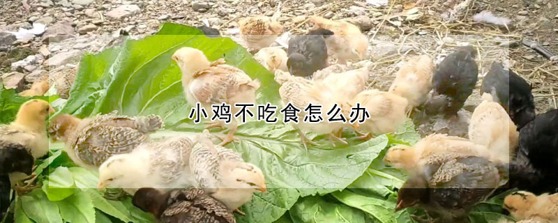 小鸡不吃食怎么办