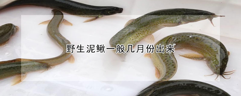 野生泥鳅一般几月份出来