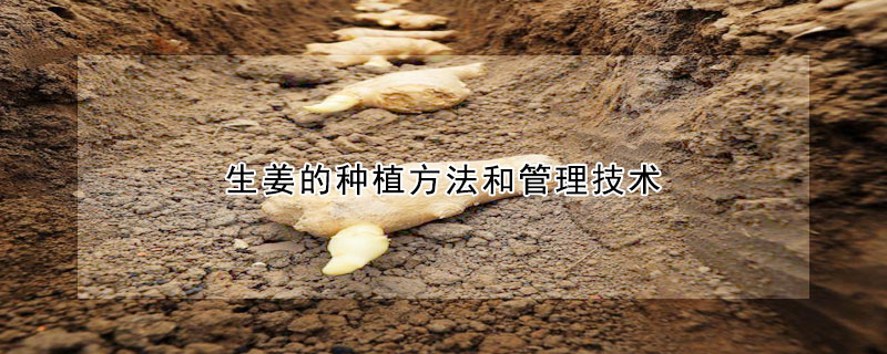 生姜的种植方法和管理技术