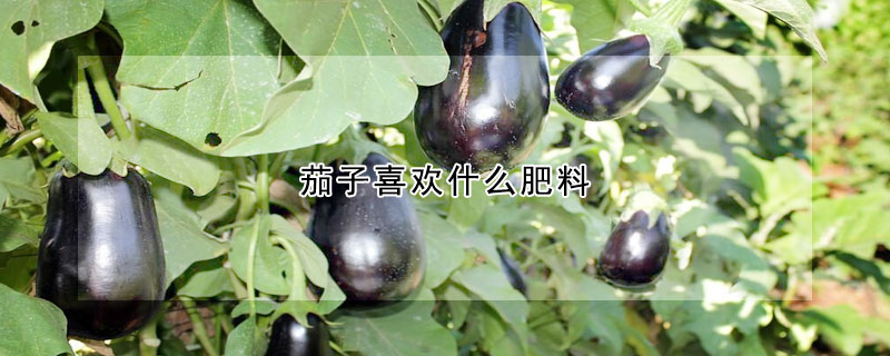 茄子喜欢什么肥料