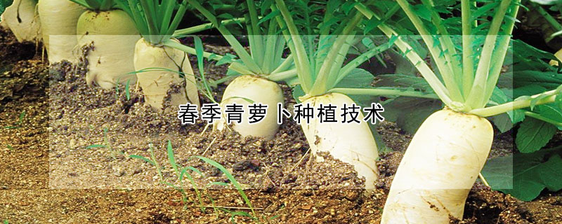 春季青萝卜种植技术