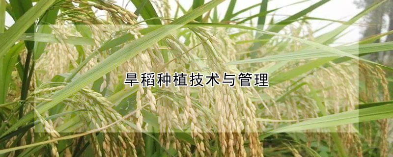 旱稻种植技术与管理