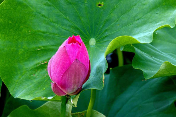 水芙蓉的养殖方法和注意事项