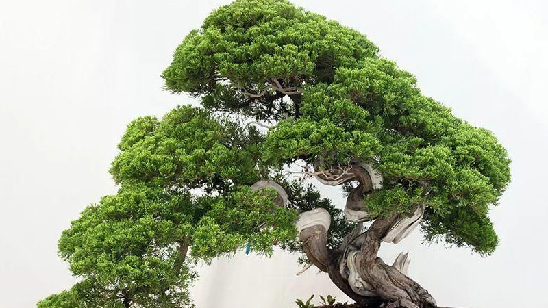 青云直上的养殖方法和注意事项