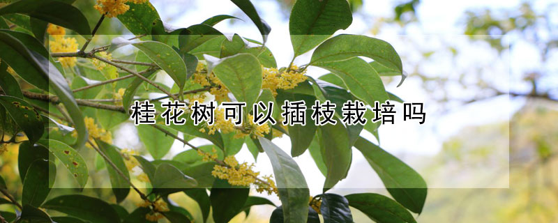 桂花树可以插枝栽培吗