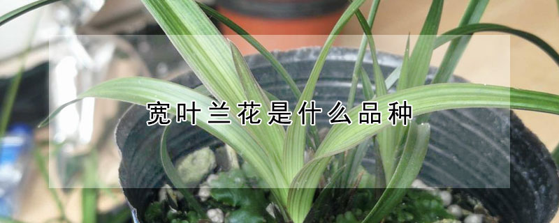 宽叶兰花是什么品种