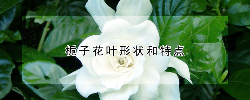 栀子花叶形状和特点