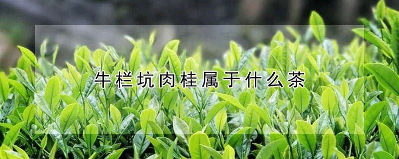 牛栏坑肉桂属于什么茶