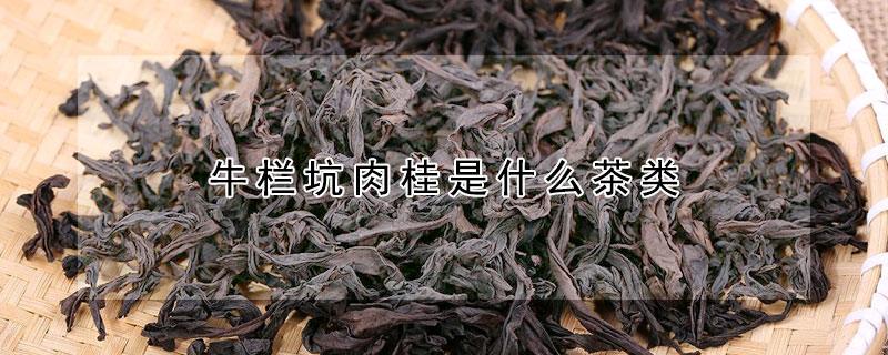 牛栏坑肉桂是什么茶类