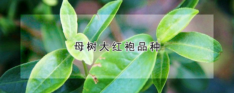 母树大红袍品种