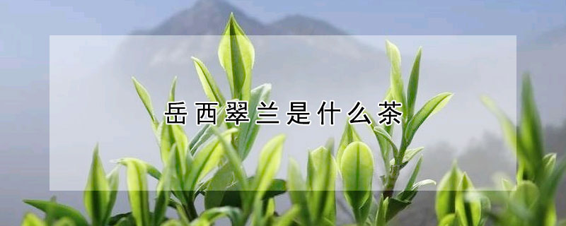 岳西翠兰是什么茶