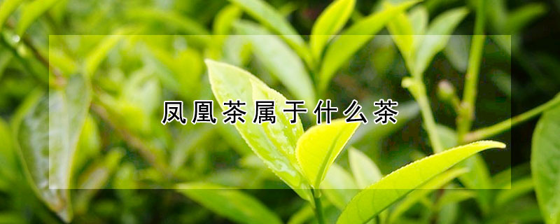 凤凰茶属于什么茶