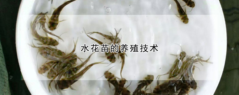 水花苗的养殖技术