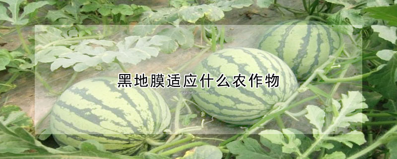 黑地膜适应什么农作物