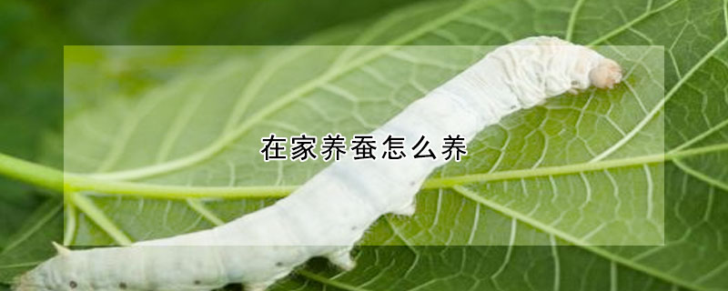 在家养蚕怎么养