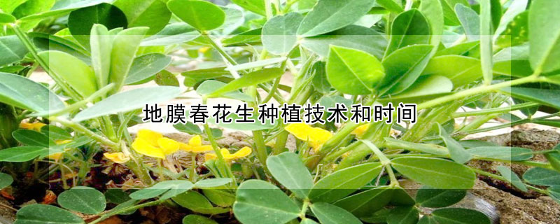 地膜春花生种植技术和时间