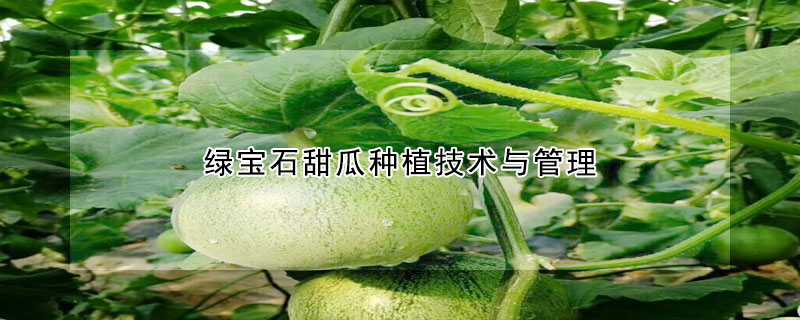 绿宝石甜瓜种植技术与管理