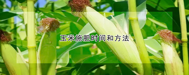 玉米施肥时间和方法