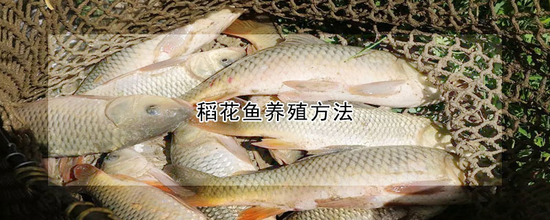 稻花鱼养殖方法