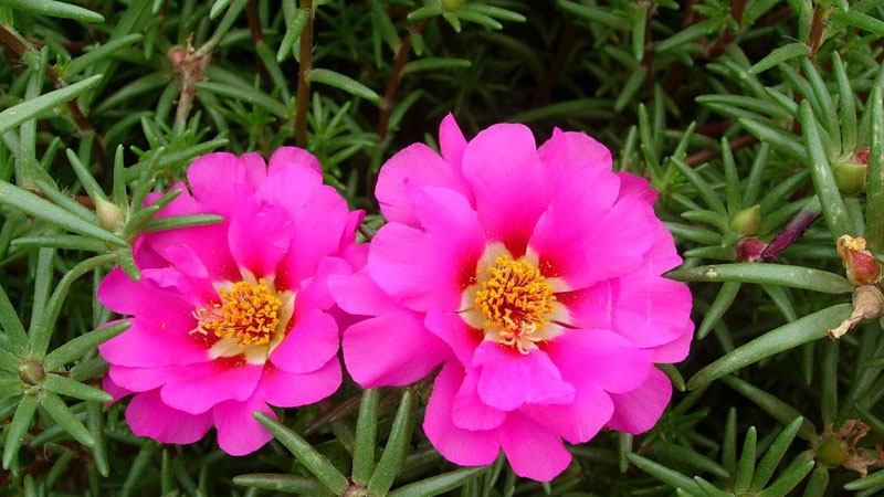 午时花长什么样子