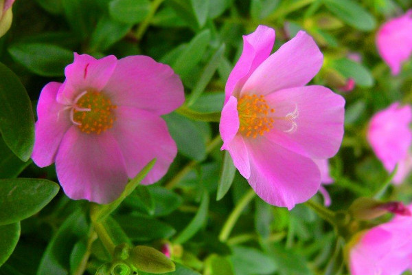 午时花长什么样子