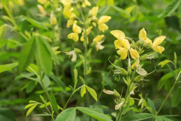 决明子是什么植物的种子