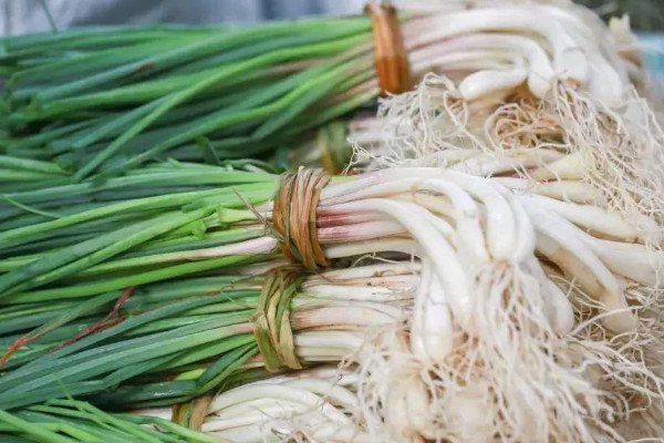 巧叶是什么植物