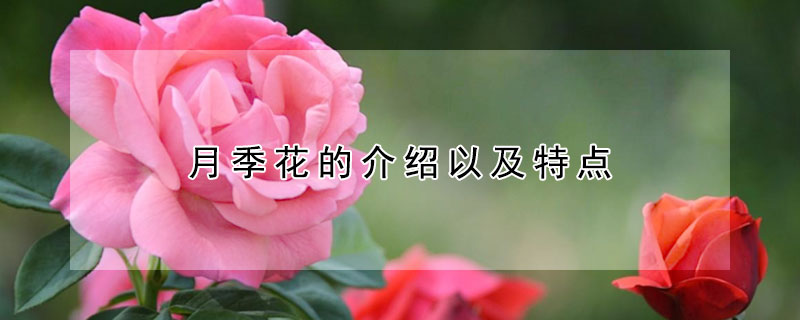 月季花的介绍以及特点