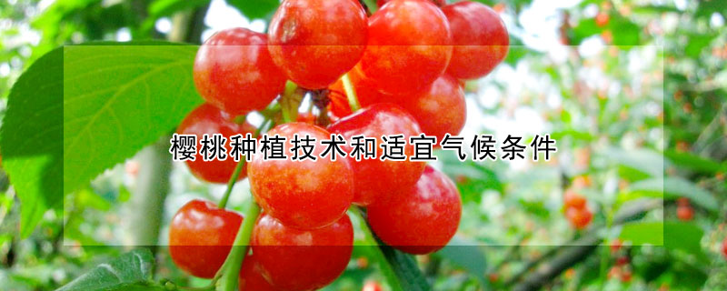 樱桃种植技术和适宜气候条件