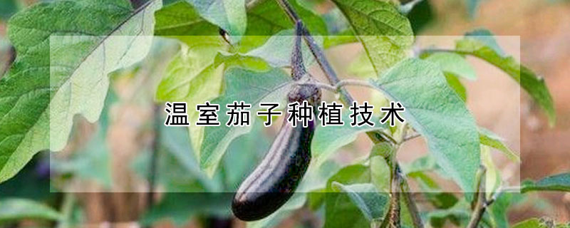 温室茄子种植技术