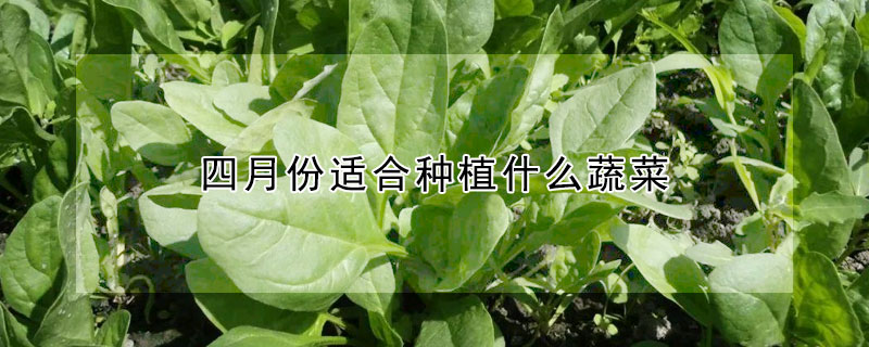 四月份适合种植什么蔬菜