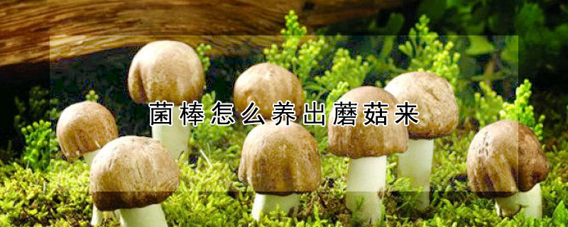 菌棒怎么养出蘑菇来