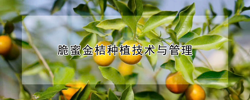 脆蜜金桔种植技术与管理