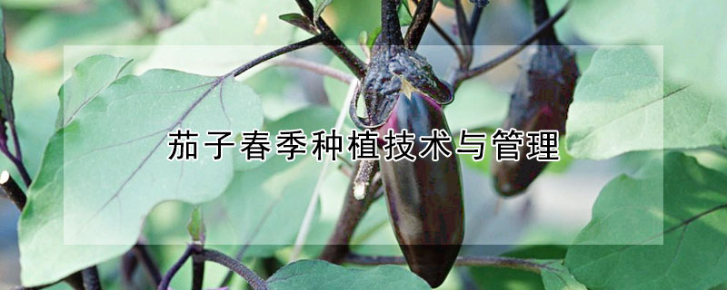 茄子春季种植技术与管理