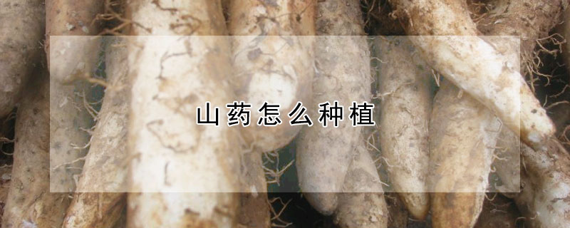 山药怎么种植