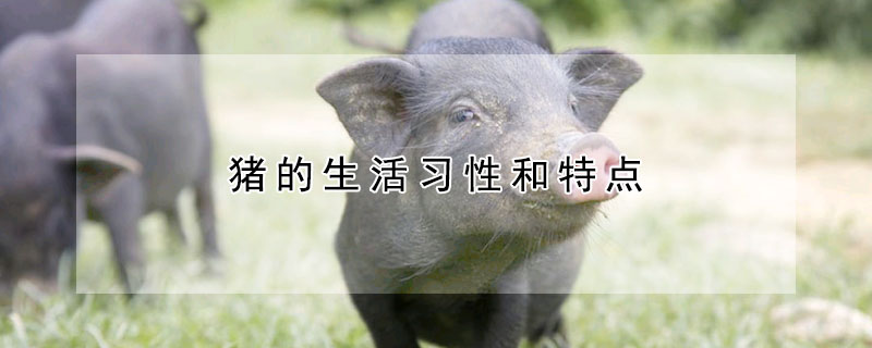 猪的生活习性和特点